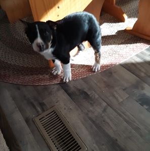 Meet your Posher, Thomas